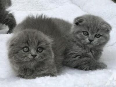 Blue Scottish fold kittens