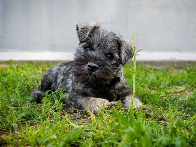 Kääbusšnautser, isased kutsikad, pipar-sool