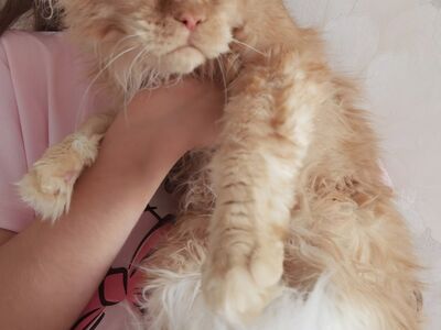 Maine Coon poiss