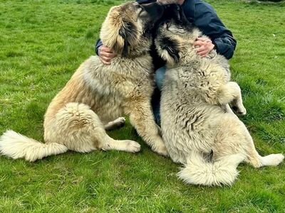 CAUCASIAN SHEEPDOG