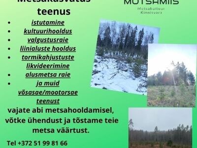 Metsakasvatusteenus
