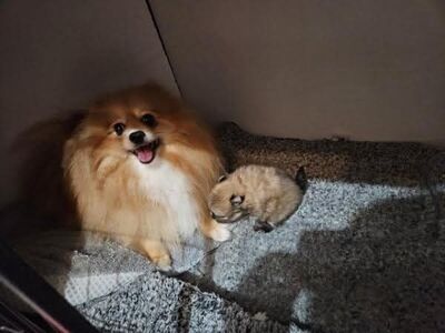 Ilus Kentucky osariigis registreeritud pomeranian,