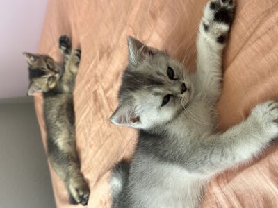 Котята, кошечка, котёнок,