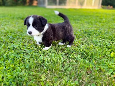 Welsh Corgi Cardigan