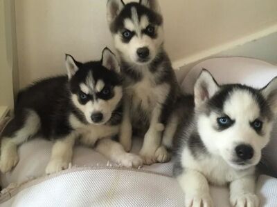 Siberi husky kutsikad on valmis oma uude koju.