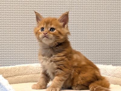Maine Coon'i kassipojad