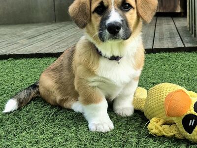 Welsh Corgi Cardigan