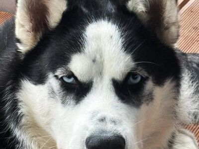 Husky kutsikas