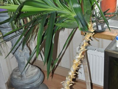 Yukka palm