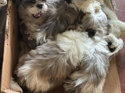 Armas isane shih tzu koer Teacup lapsendamiseks..