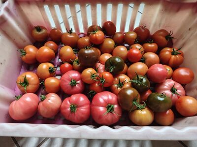 Tomatite ja kurkide müük.