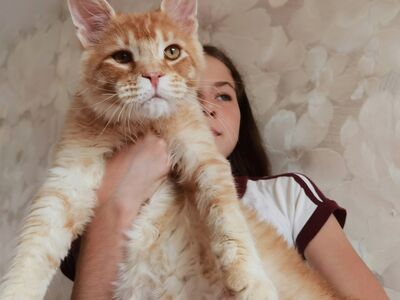 Maine Coon isane