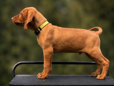 Ungari lühikarvalise linnukoera kutsikad (vizsla)