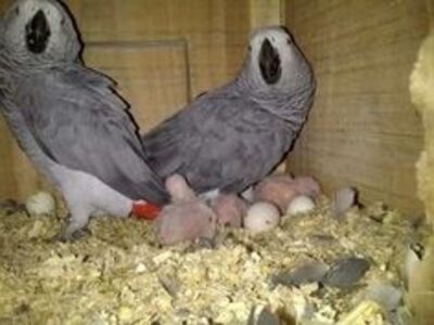 African grey parrots for sale