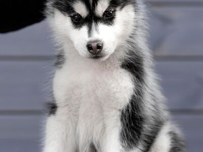 Siberi Husky poiss