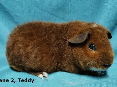 Tõu merisead ,Teddy isased