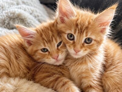 Müüa Maine Coon tõugu kassipojad