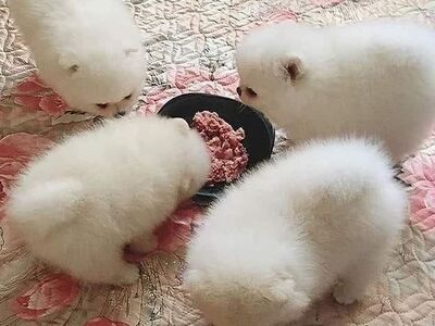 Ilusad valge pomeranianide kutsikad