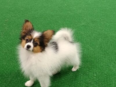 Papilloni kutsikad