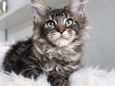 Maine Coon