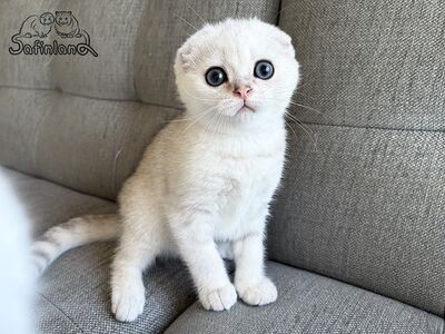 Scottish Fold poiss roheliste silmadega