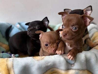 CHIHUAHUA