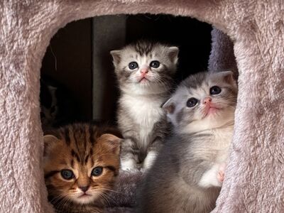 Scottish Fold/Straight kassipojad