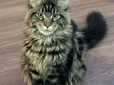 Maine Coon kassipoeg