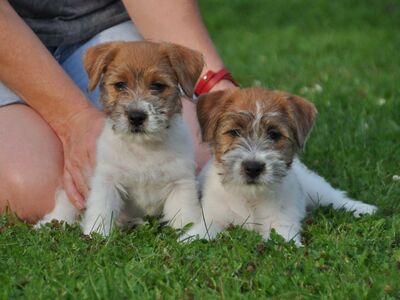 Jack Russell terjeri kutsikapoiss (FCI/LKF)