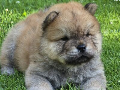 Chow chow kutsikas