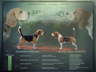 Beagle kutsikad