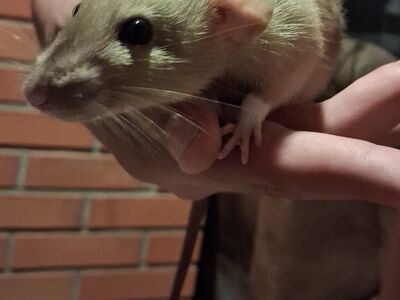 Dumbo rotitüdruk
