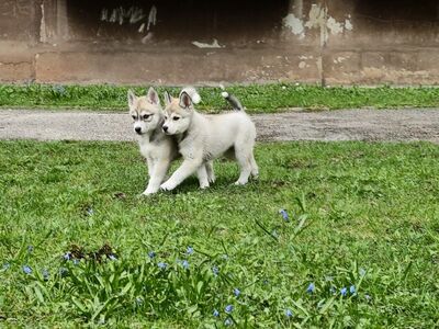 Emased Husky kutsikad
