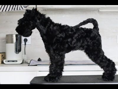 Kerry Blue Terrier