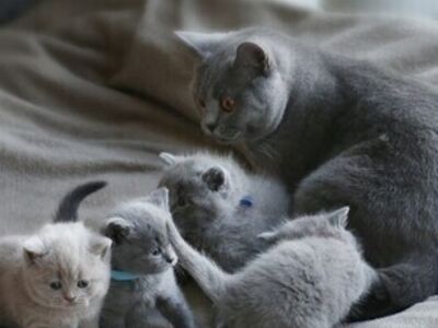 Британские короткошерстные котята