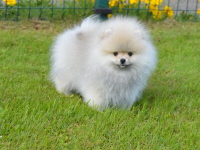 POMERANIAN