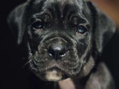 Cane Corso kutsikad