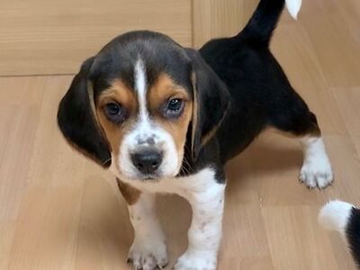 Beagle'i kutsikad