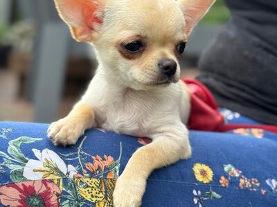 Lühikarvaline chihuahua poiss