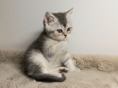 Scottish Straight Fold kassipojad