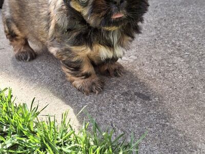 Shih Tzu kutsikad