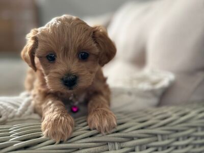 MALTIPOO KUTSIKAD