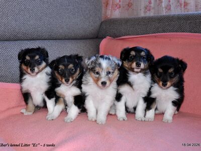SHETLANDI LAMBAKOERA (SHELTIE) KUTSIKAD