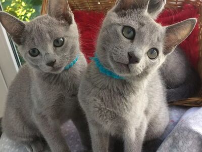Müüa treenitud vene sinised kassipojad.
