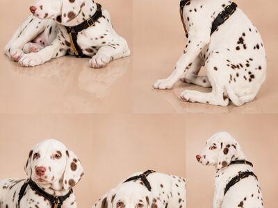 Dalmatian