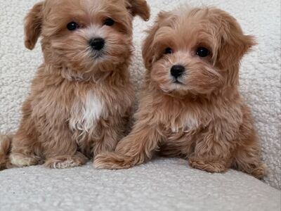 Armsad maltipoo beebid
