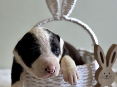 American staffordshire terrier