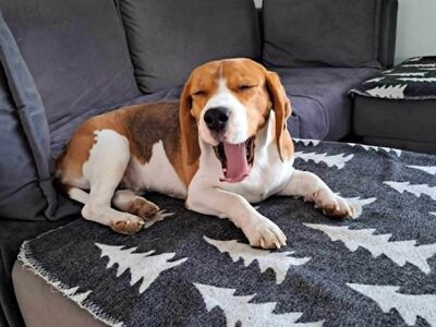 Beagle