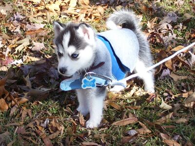 Siberi husky kutsikad