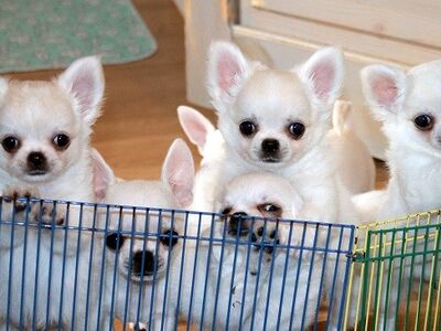 Chihuahua